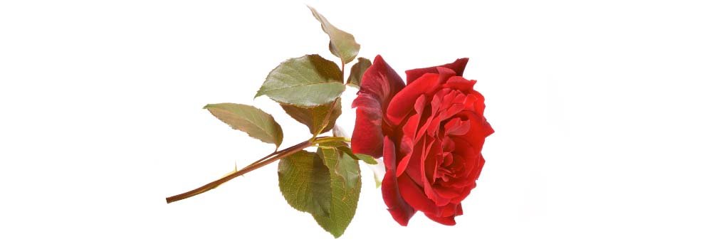 memória de minhas putas tristes